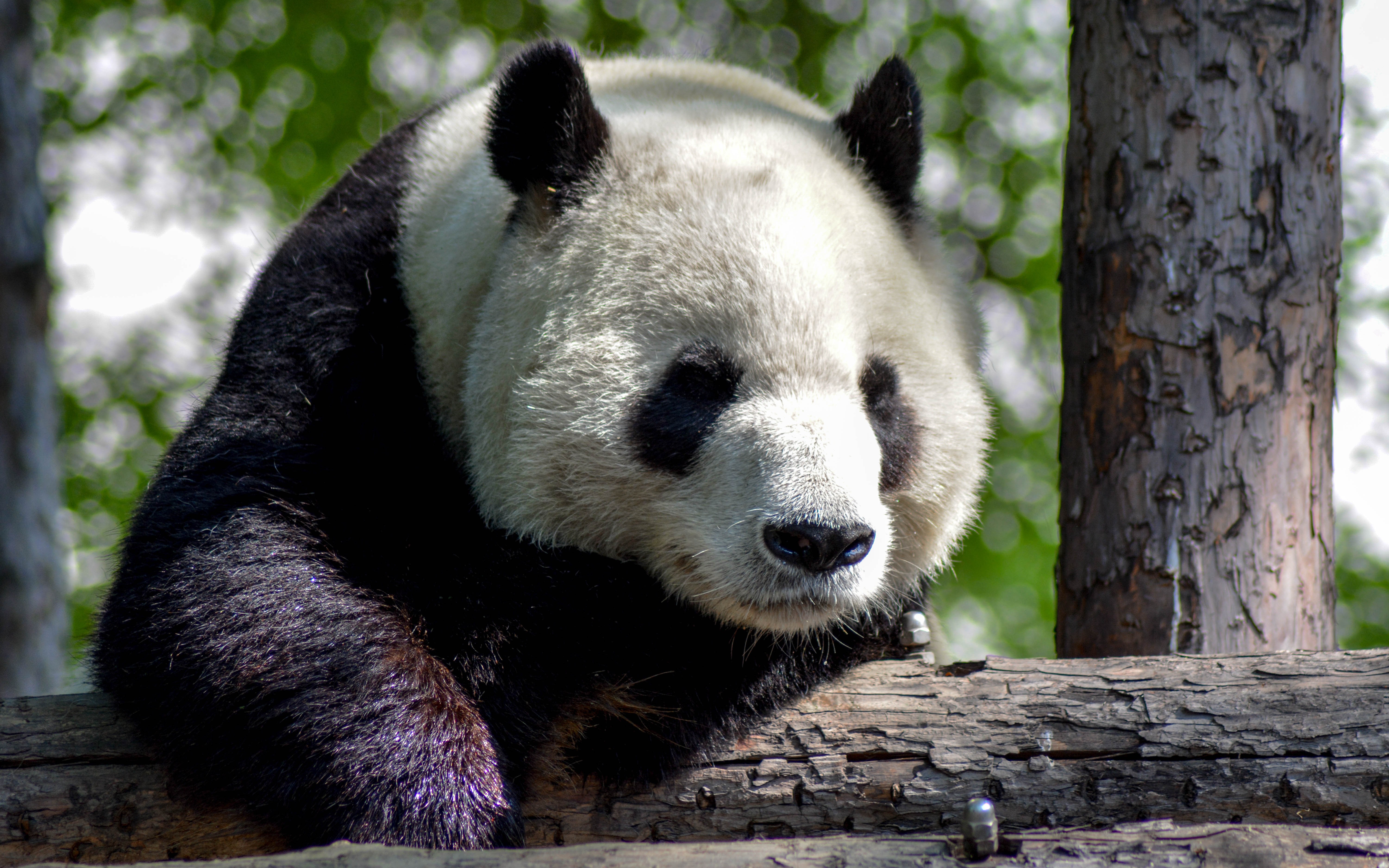 Панда вымирающий вид