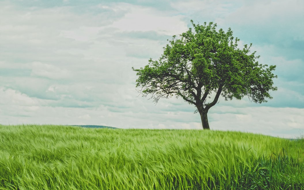 Create a Tree-View of a Directory on Linux With 'Tree' - DZone Open Source