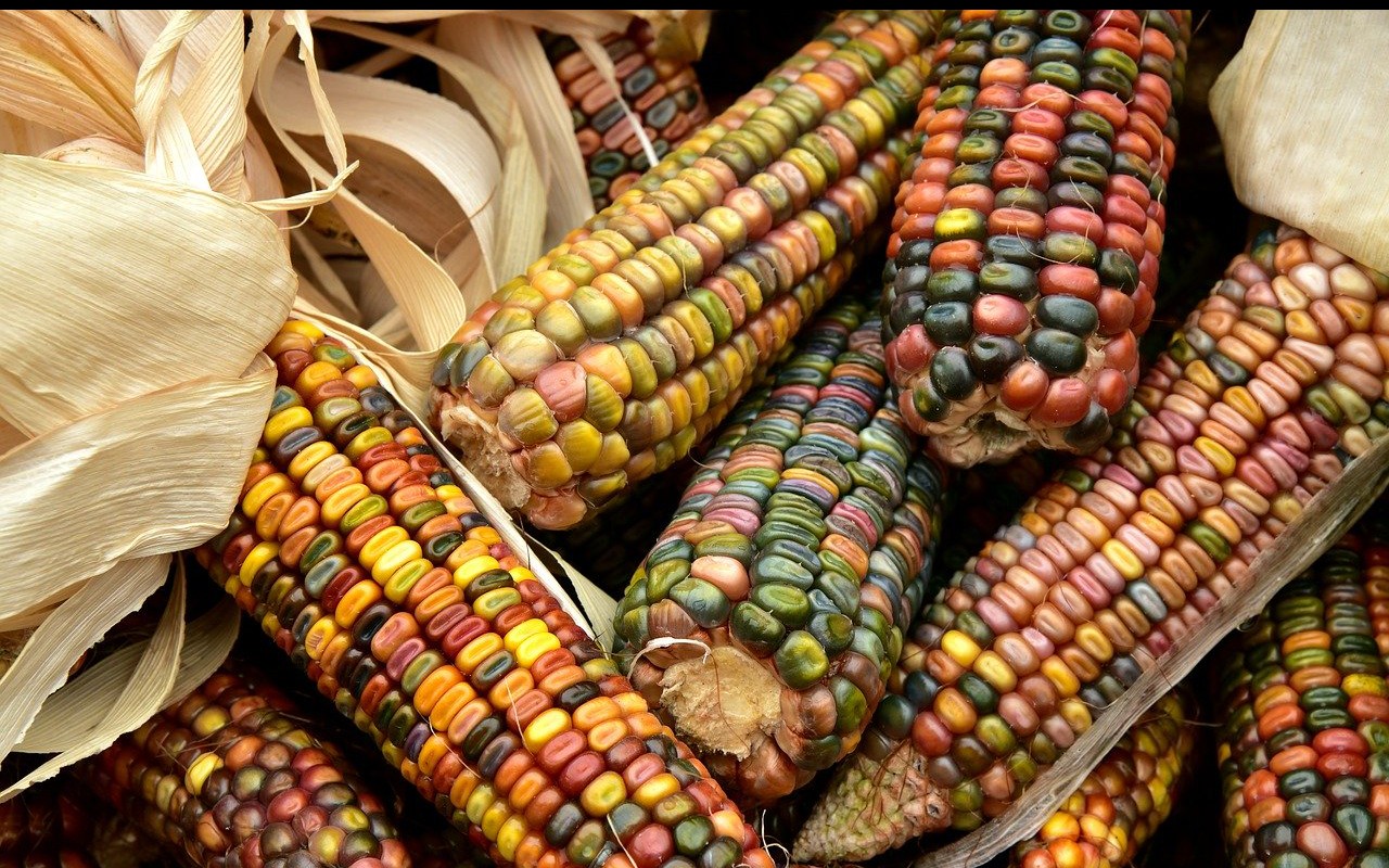 multicolored corn