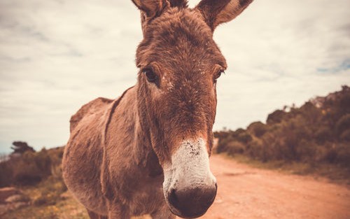 SCARICARE MULE FORCE