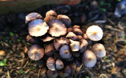 MicroProfile Config With etcd