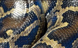 Types of Matplotlib in Python