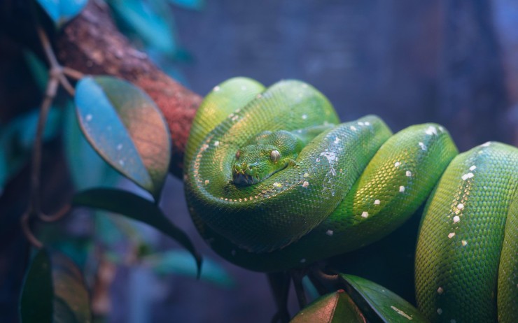 Best of DZone: Python