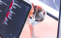 Fuzz in Your Language, Fuzzer, or Architecture