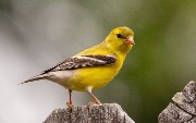 Understanding Canary Analysis