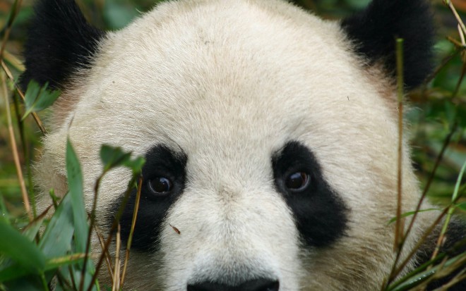 Loading Pandas DataFrames Into QuestDB