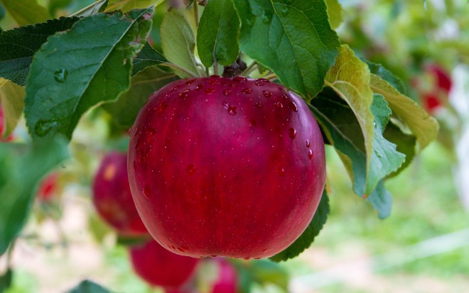 Evolving Software Like an Orchardist