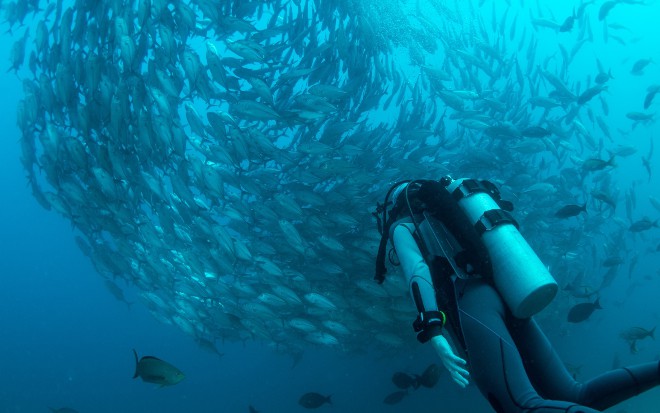 Coding Once, Thriving Everywhere: A Deep Dive Into .NET MAUI’s Cross-Platform Magic